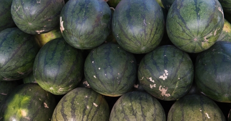 Watermelonの写真素材