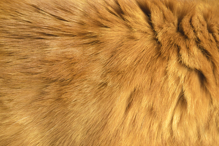 Bright red fur texture. Closeup backgroundの写真素材