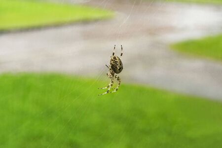 Cross spider on web, Green nature backgroundの写真素材