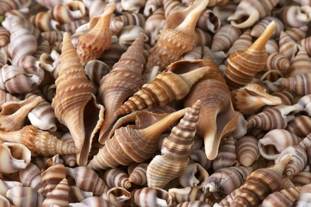 Seashells frame  Good for background の写真素材