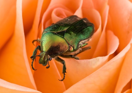 Bug on a roseの写真素材