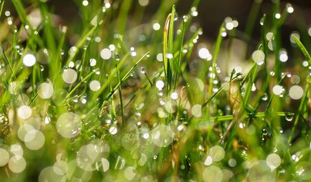 Green grass with dew drops                    の写真素材