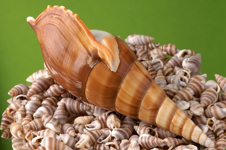 Sea cockleshells on a green background
