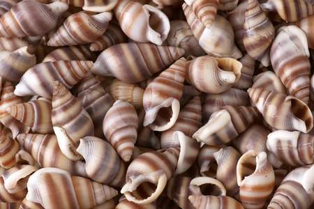 Seashells frame for background の写真素材