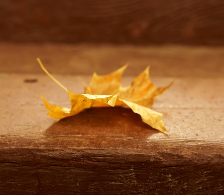 Autumn sheet on stepsの写真素材