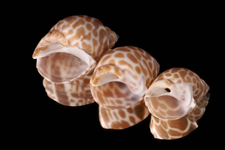 Sea cockleshell on a black backgroundの写真素材