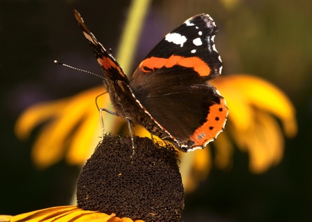 The butterfly, is photographed by close up on a flowerの写真素材
