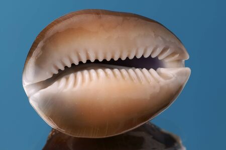 Cockleshell on a dark blue backgroundの写真素材