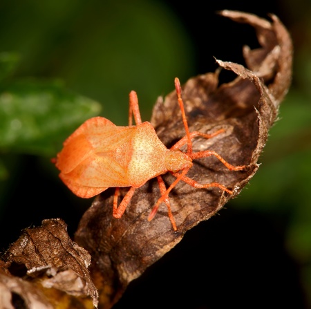Pink wood bug on the dried up sheet