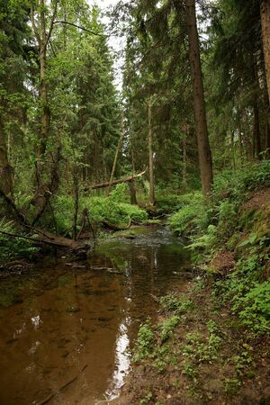 Wood landscape