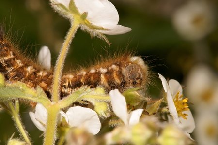 The shaggy caterpillar on green sheet, is photographed by close upの写真素材