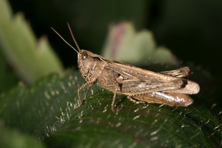 Insect the grasshopper, is photographed in the summer close upの写真素材