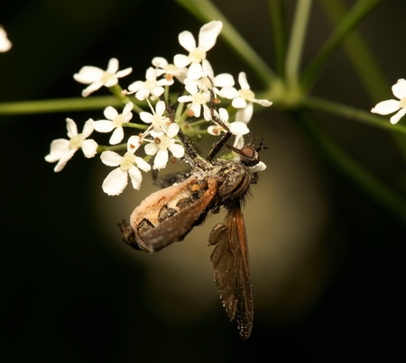 The predatory fly, is photographed by close upの写真素材