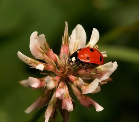 Ladybird it is photographed by close up