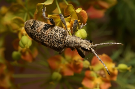 The bug on a yellow flower, is photographed by close upの写真素材
