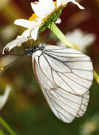 The butterfly on a camomile flower                     の写真素材