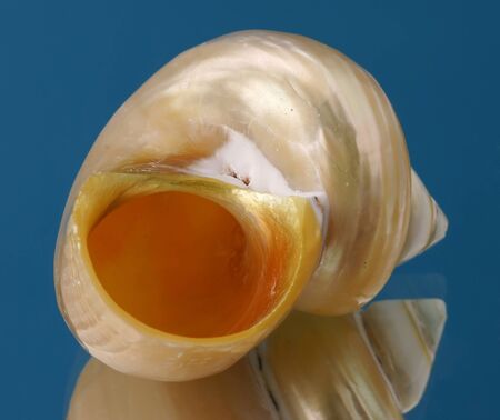 Sea cockleshell on a dark blue background