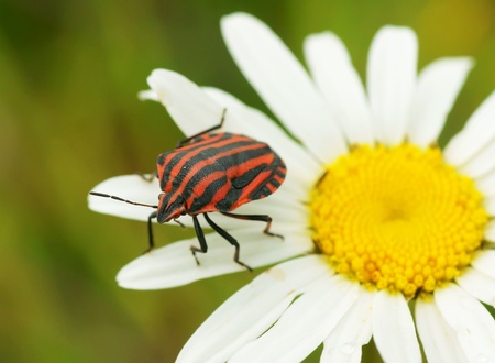 Bug on a camomile flower                  