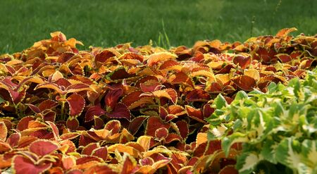 Background of red leavesの写真素材