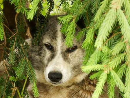 A dog hidden in a fir-tree                  の写真素材