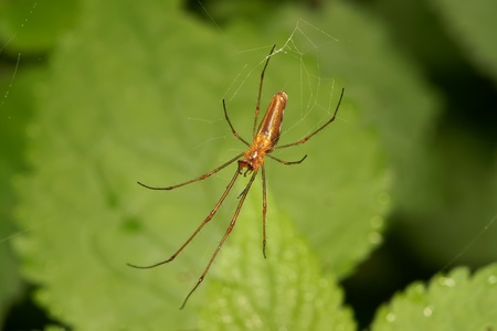 The spider, is photographed by close up on green sheet の写真素材