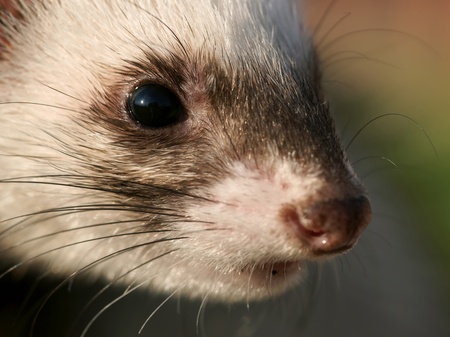 Polecat, small animalの写真素材