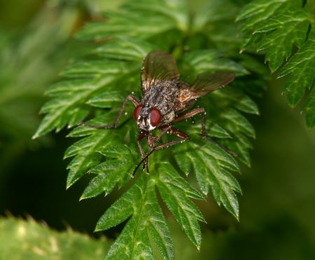 Fly on green sheet close upの写真素材