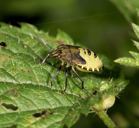 The bug garden, is photographed by close up on a plant