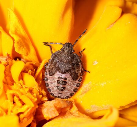The bug garden, is photographed by close up on a plant