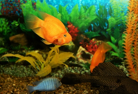 Aquarian fishes