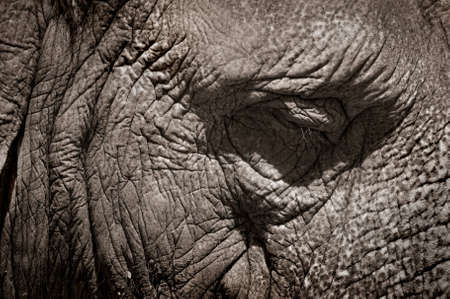 Elefant at Jerusalem Zooの写真素材