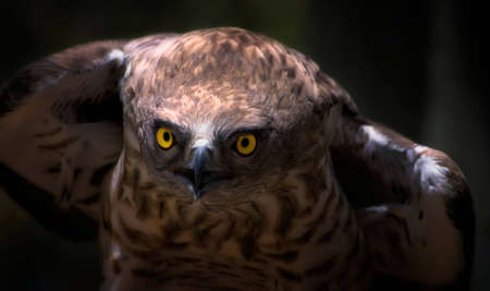 Owl in Jerusalem Zooの写真素材
