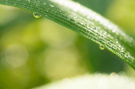 Long Green leaf and water drop macro bokeh shotの写真素材