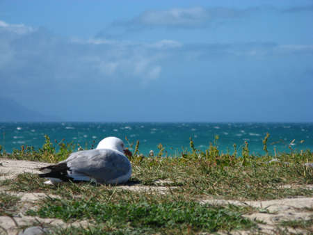 Contemplative Seagullの写真素材