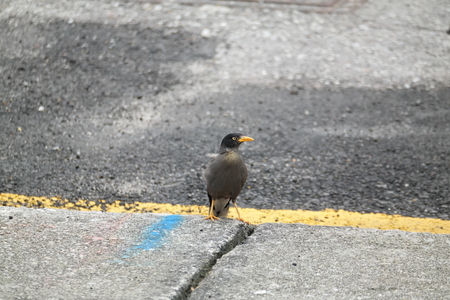 Bird on the Roadの写真素材