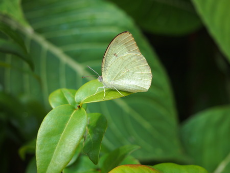 Butterfly on a Leafの写真素材