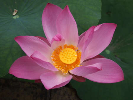 Full Open Lotusの写真素材