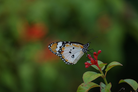 Plain Tiger Butterfly in Bishan Parkの写真素材