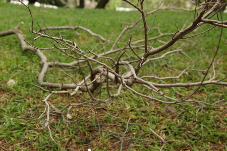 Fallen Branchの写真素材