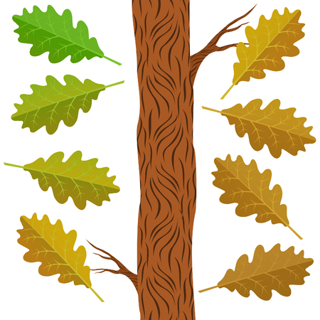 Spring, summer, autumn oak  leaves set, isolated on white background. simple cartoon flat style, vector illustration.のイラスト素材