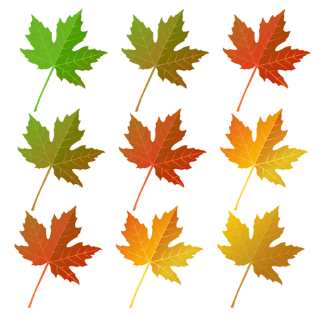 Autumn maple leaves set, isolated on white background. simple cartoon flat style, vector illustration.のイラスト素材