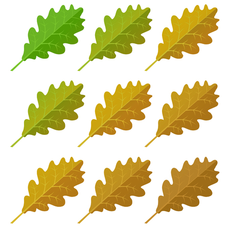 Autumn oak  leaves set, isolated on white background. simple cartoon flat style, vector illustration.のイラスト素材