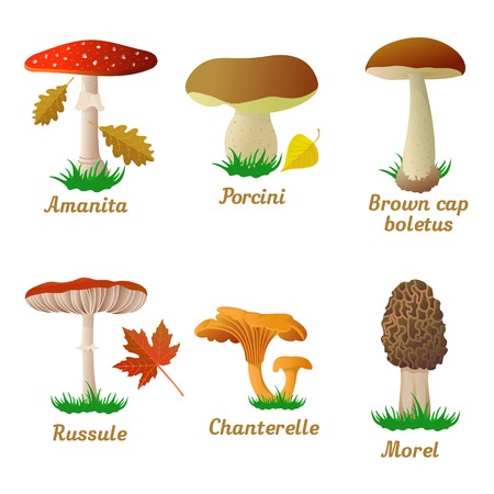 Mushroom set single object vector illustration. Autumn, fallen leaves of trees, dry grass. Mushroom badges, labels, brochures, business templates. Vector illustration isolated on white backgroundのイラスト素材