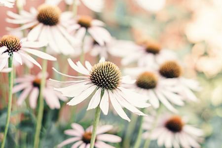 Echinacea is a natural medical herb for health. Many blossoming pink coneflower growing on the field or in the garden in the summer in August. Petrel petals. Beautiful blooming flowers on a sunny day.の写真素材