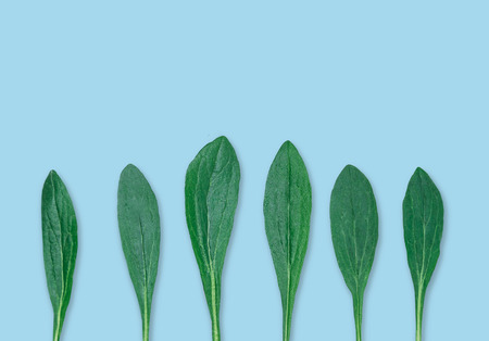 Leaf pattern. Green tropical leaves on blue background. Flat lay, top view, copy space. Nature spring concept.の写真素材