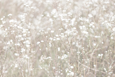 Unfocused blur flower background. Floral  backdrope.  Beautiful field of chamomile in sun day. Muted tonesの写真素材
