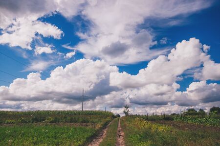 Field of flowerings sunflowers on a beautiful cloude dayの写真素材