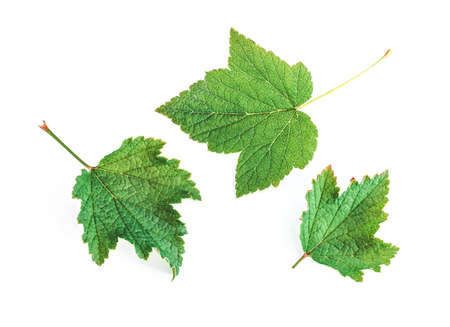 Set of currant leaf isolated on white background. Collection berry leaf