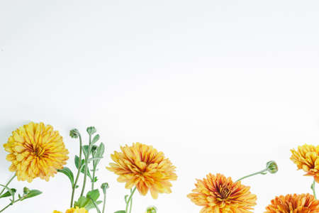 Flowers composition from chrysanthemum flowers. Yellow flowers on white background. Flat lay, top...
