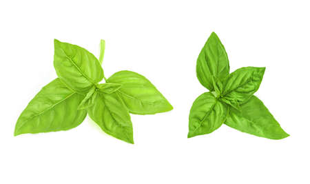 Fresh green basil leaves isolated on white background, top view. basilic isolatedの写真素材